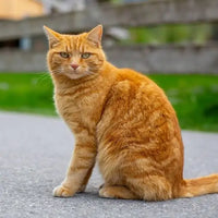 Gato